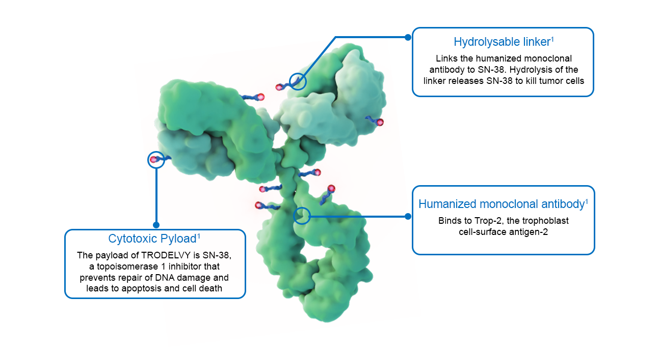 Trodelvy molecule components